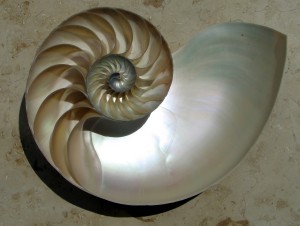 NautilusSpiral